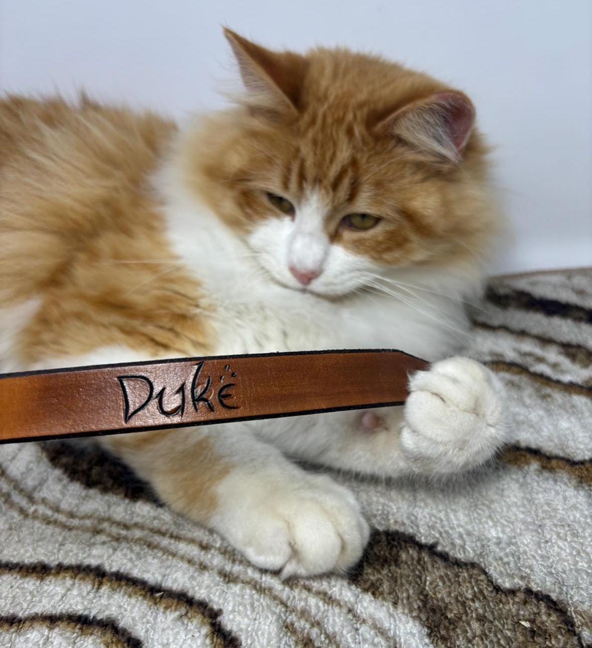 Cat Collars