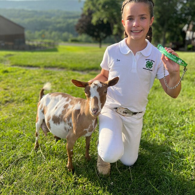 Goat Collars