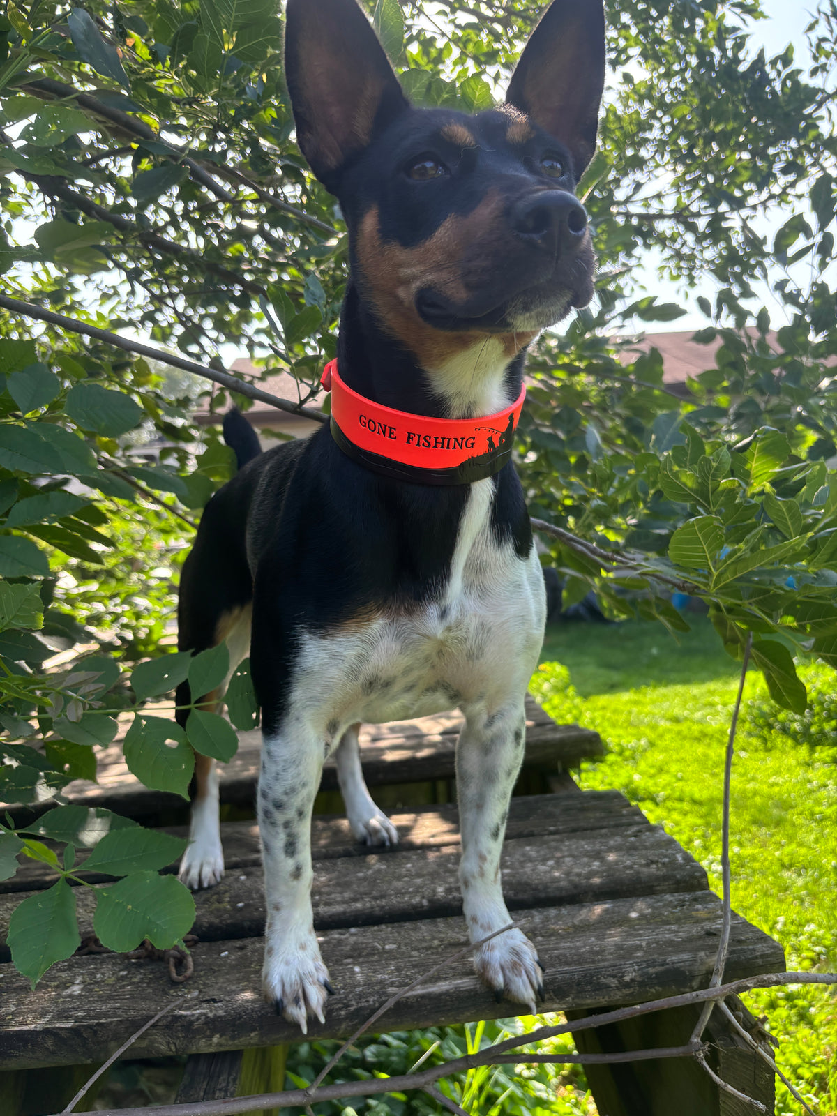 Gone Fishing Leather Collar | Sporting Dog Collar | GSP Pointer Retriever Hunting Dog Collar | Pheasant Feather Leather Collar Custom Name (Copy)