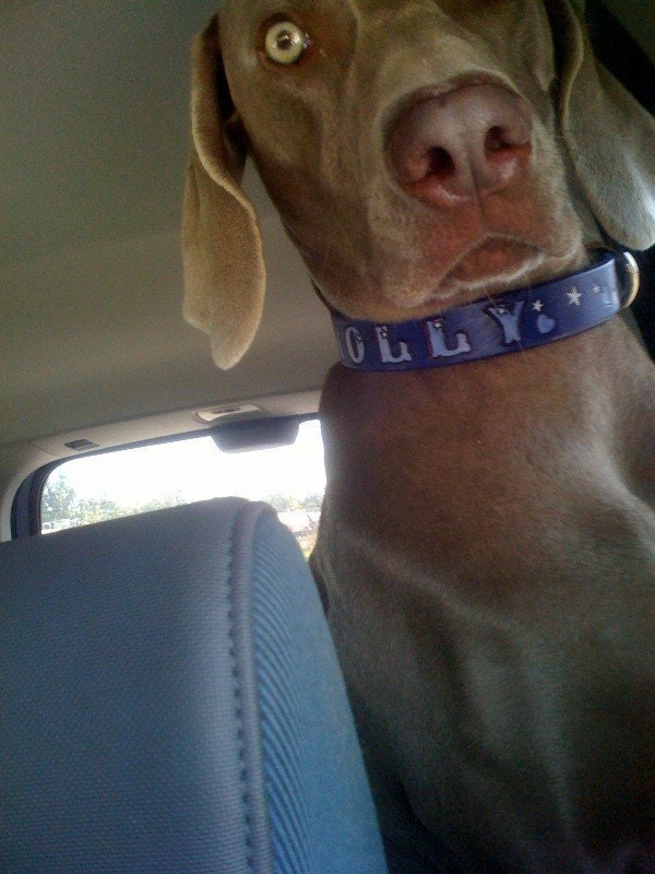 Distressed Purple Leather | Girl Dog Collar | Stars & Hearts