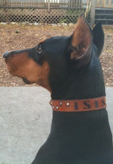 Personalized Brown Leather Dog Collar - Custom Name, Large Breed