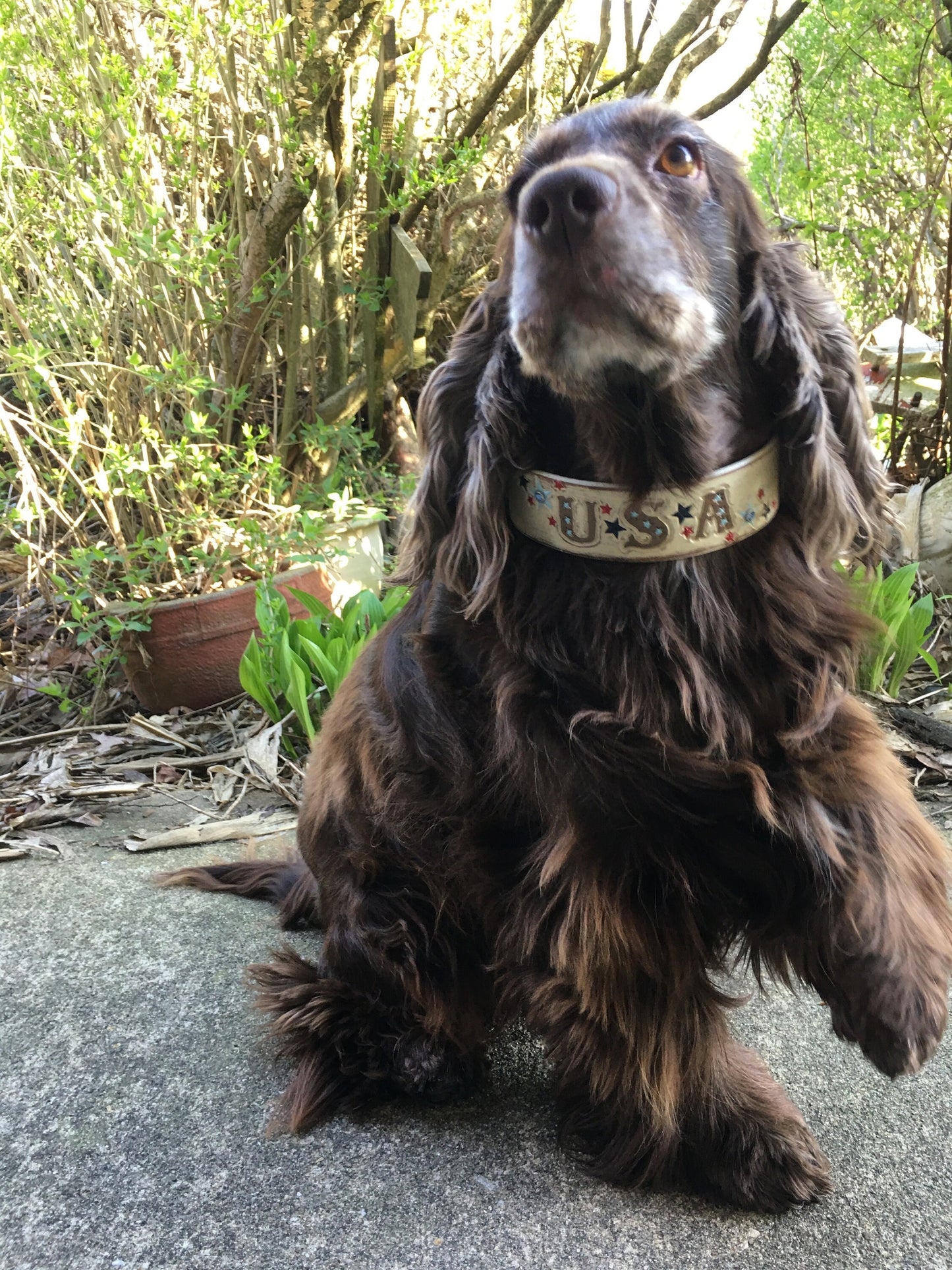 Personalized Patriotic Leather Dog Collar - 4th of July Theme - Engraved American Flag Design