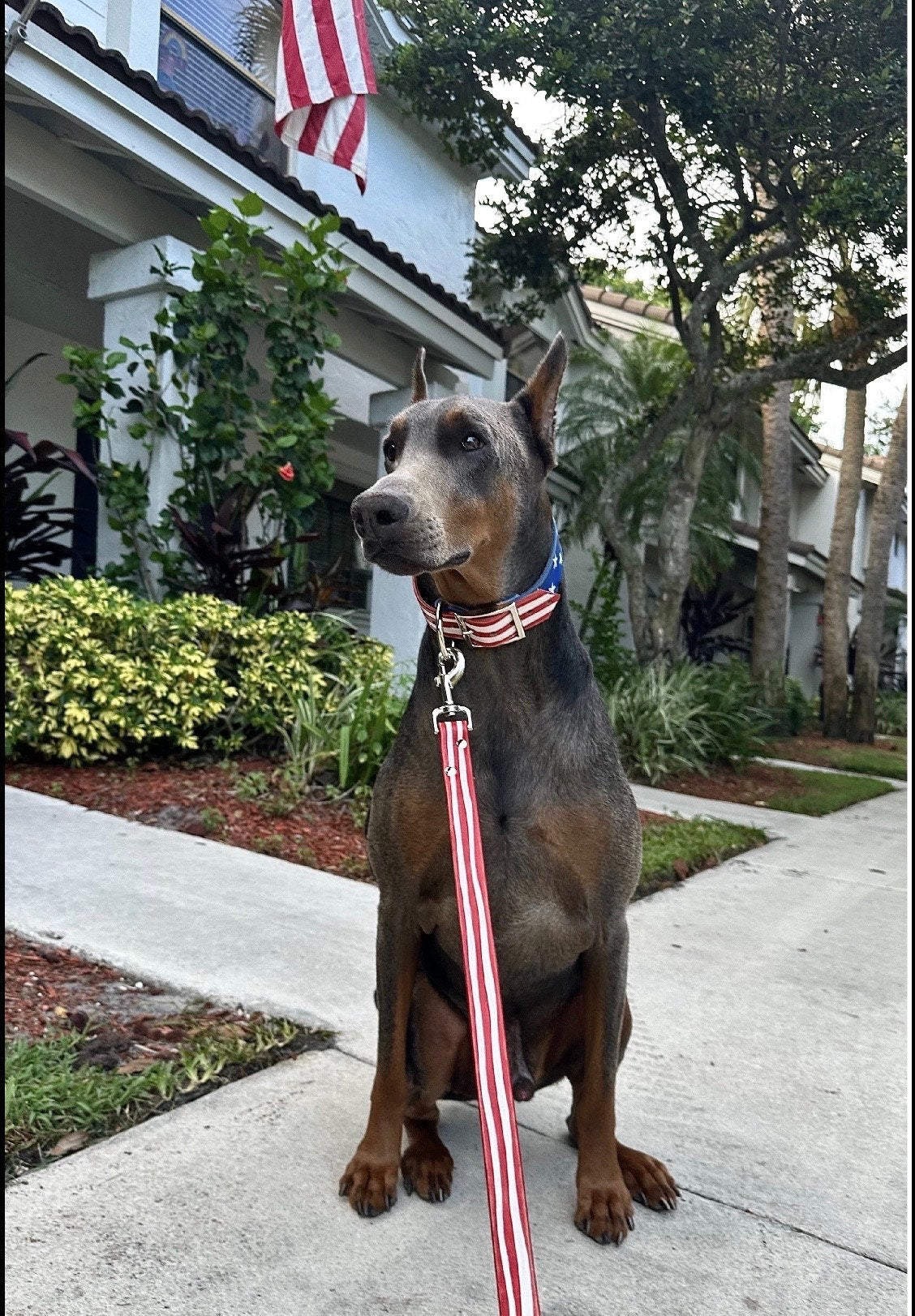 Handmade Leather Dog Collar | Patriotic Dog Collars | American Flag Design