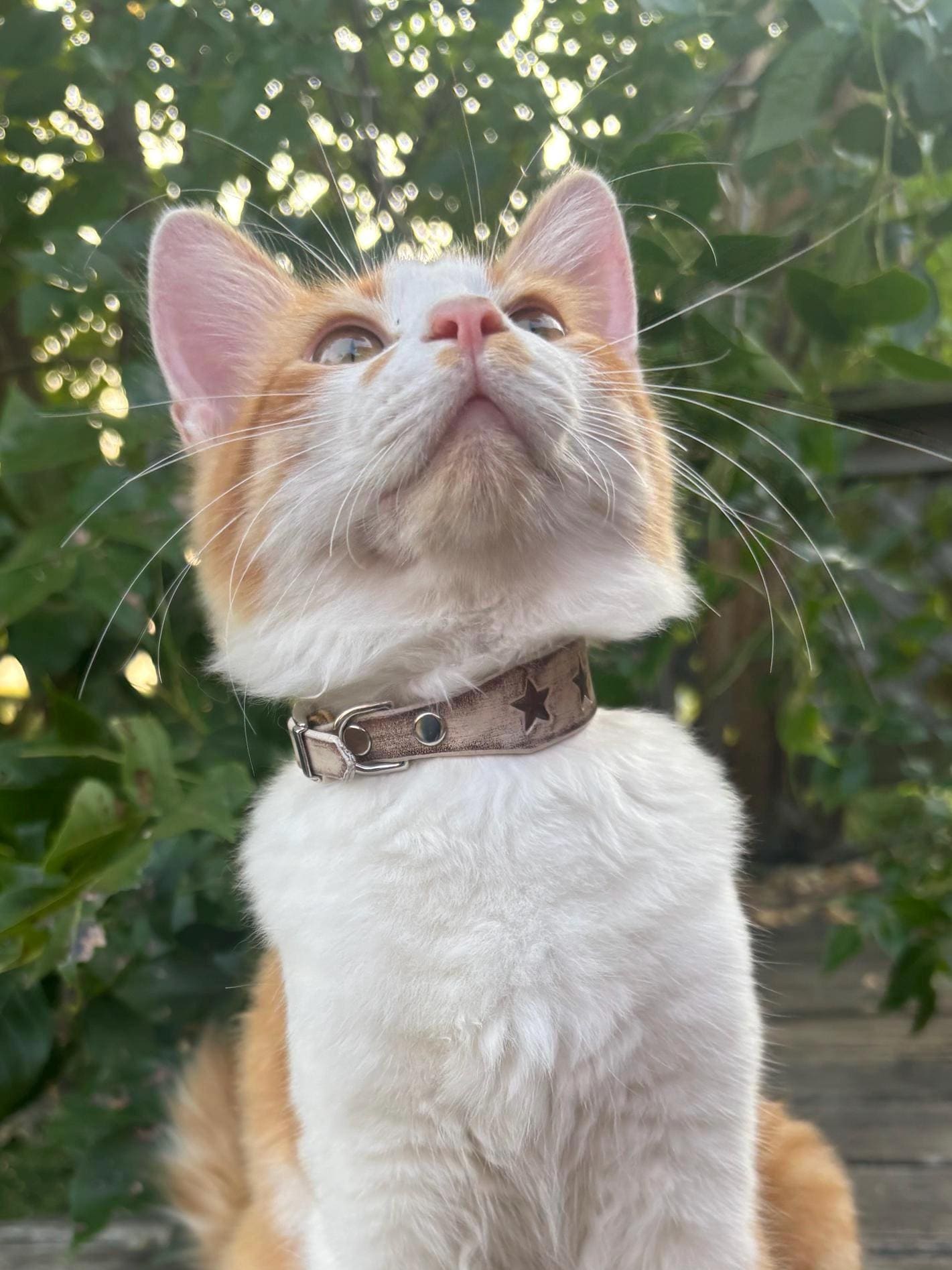 Cat and Owner Set | Matching Leather set | for Cat moms