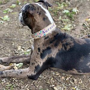 Rhinestone & Star Design - Leather Dog Collar - for Tough and Girly Dogs