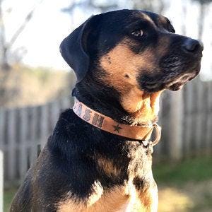 Personalized Leather Dog Collar: Celtic Font, Timber Brown, USA Made