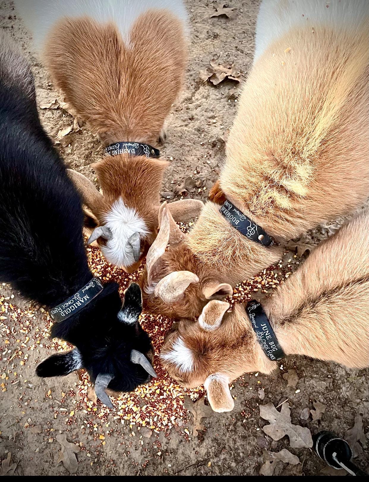 Goat Collar Custom Made to Order, Personalize it for your Goat or Club