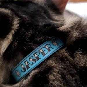 Personalized Leather Cat Collar: Turquoise Bison Brown, Tattoo Font