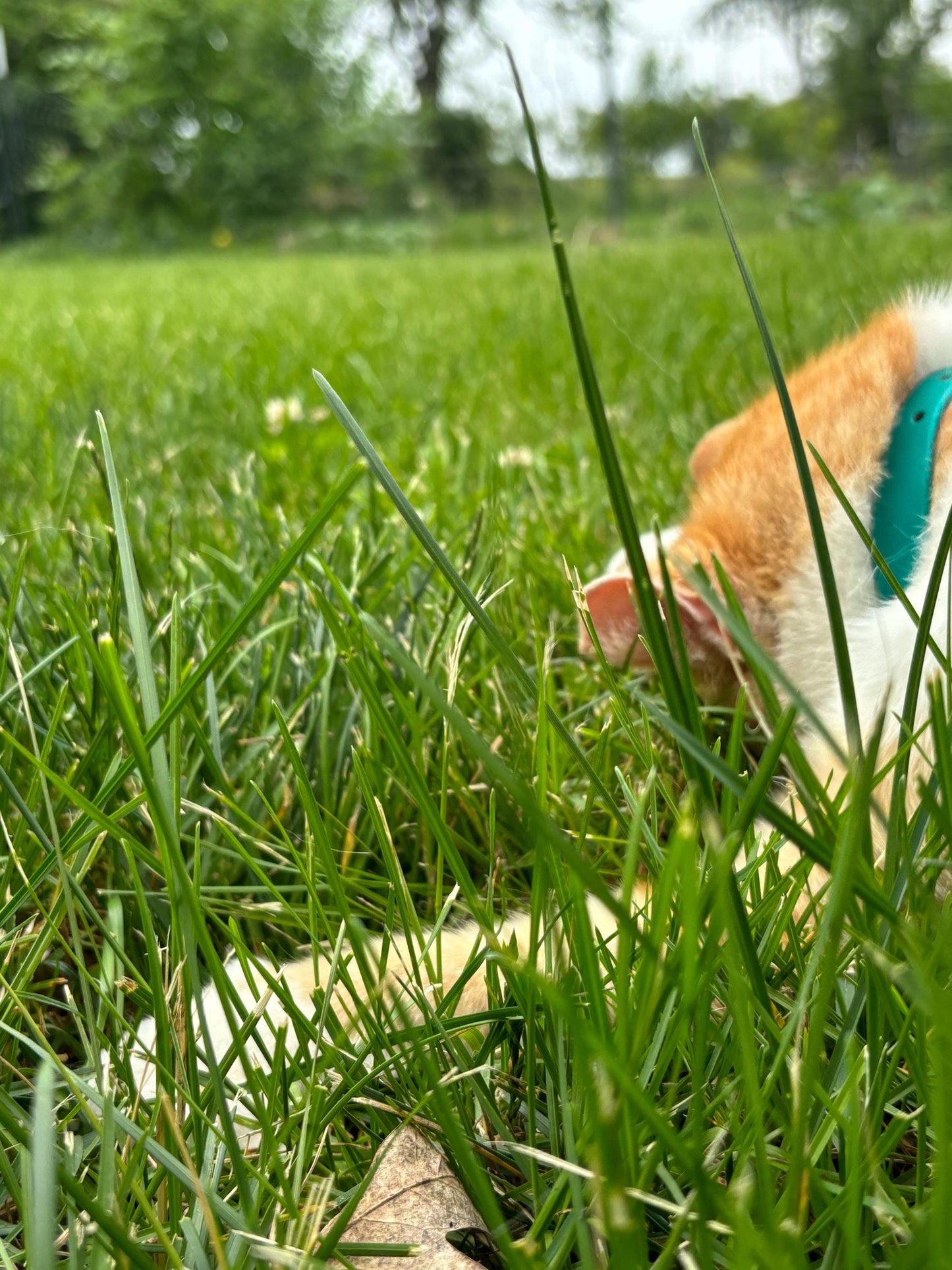 Sassy Cat Collar | For the working Cat