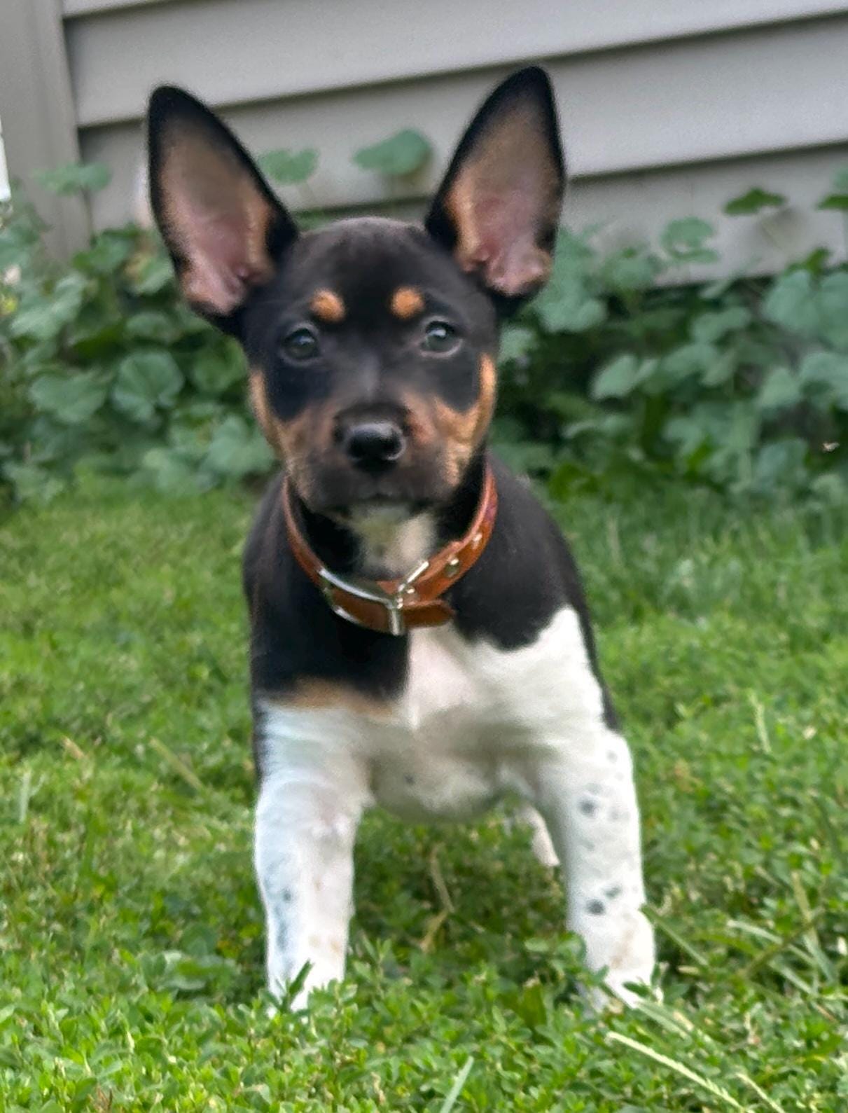 Tiny Personalized Leather Dog Collar For Small dogs necks under 12"