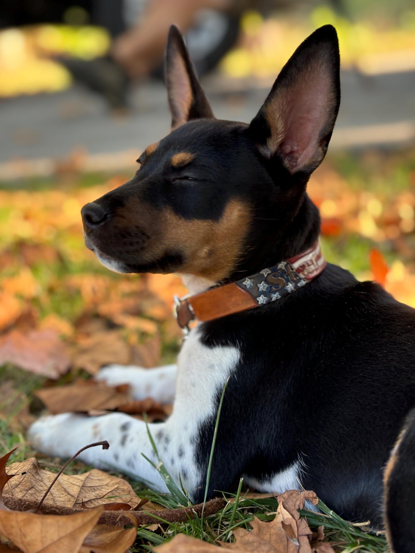 American Flag Leather Collar – Patriotic Dog Collars – For Patriotic Dogs