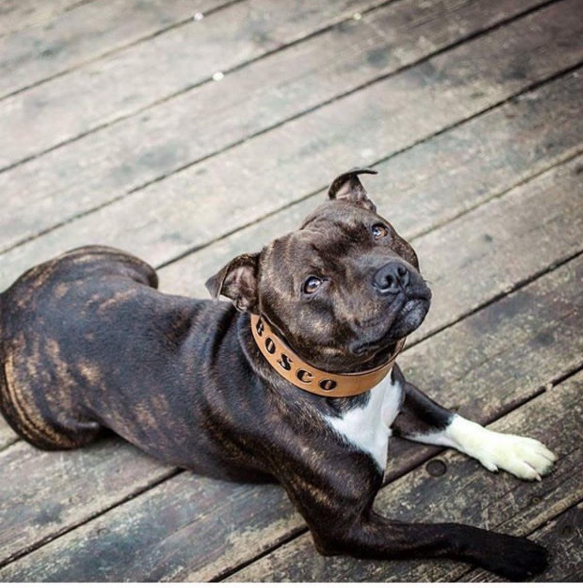 Personalized Leather Dog Collar - Tattoo Dog Collars -  Engraved Name