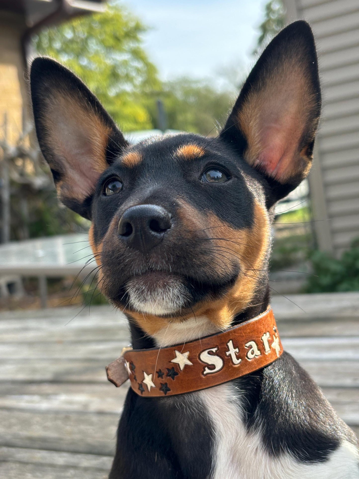 Tiny Personalized Leather Dog Collar For Small dogs necks Chihuahua
