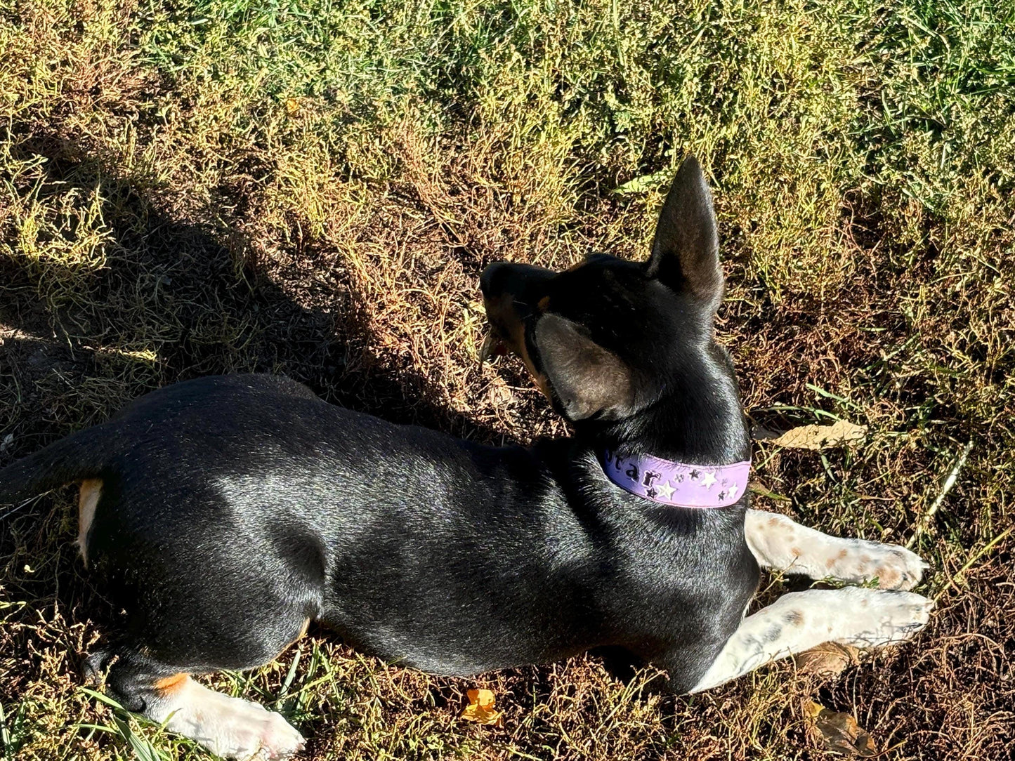 Tiny Lilac Personalized Leather Dog Collar For Small Girl dogs necks under 12"