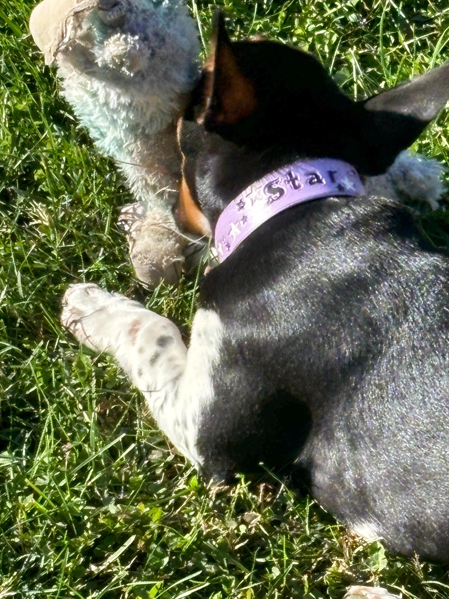 Tiny Lilac Personalized Leather Dog Collar For Small Girl dogs necks under 12"