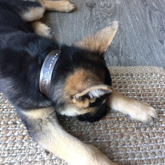 Personalized Leather Dog Collar, Custom Engraved Pet, Brown Leather