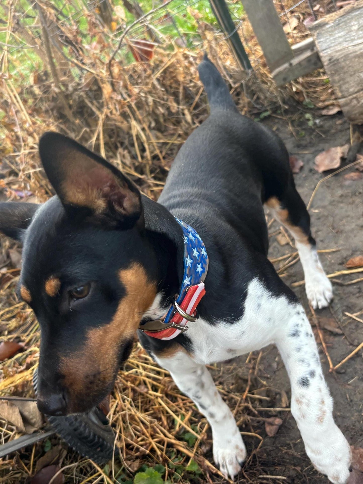 Handmade Flag Collar | Patriotic Dog Collars | Stars and Stripes