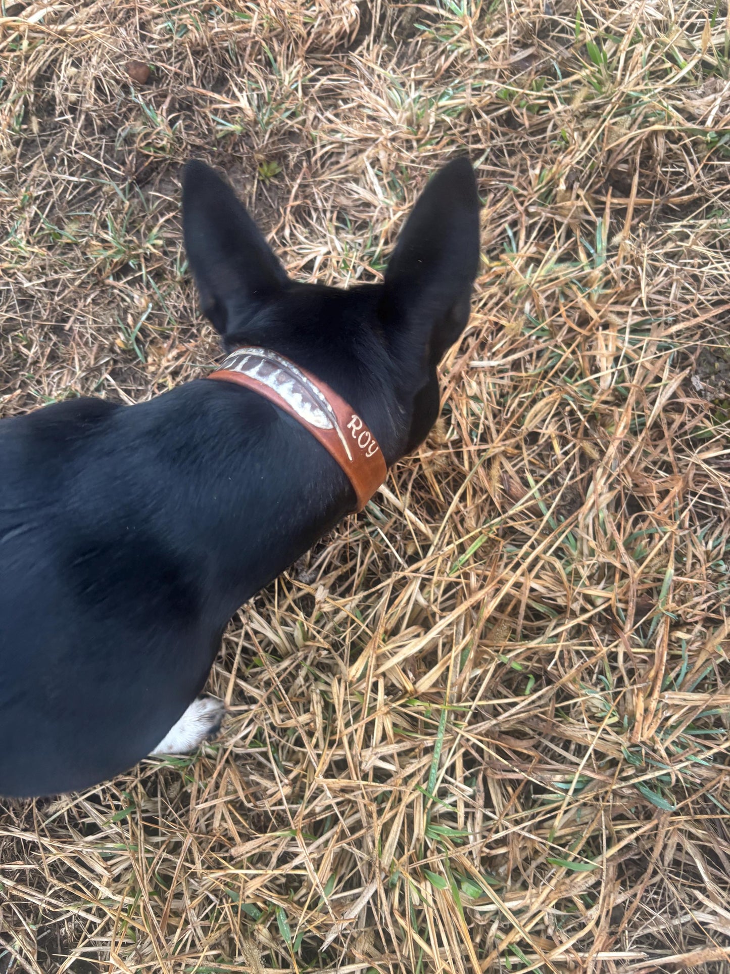 Pheasant Feather Leather Collar Custom Name | Bird Dog Collar Personalized | Hunting Dog Collar