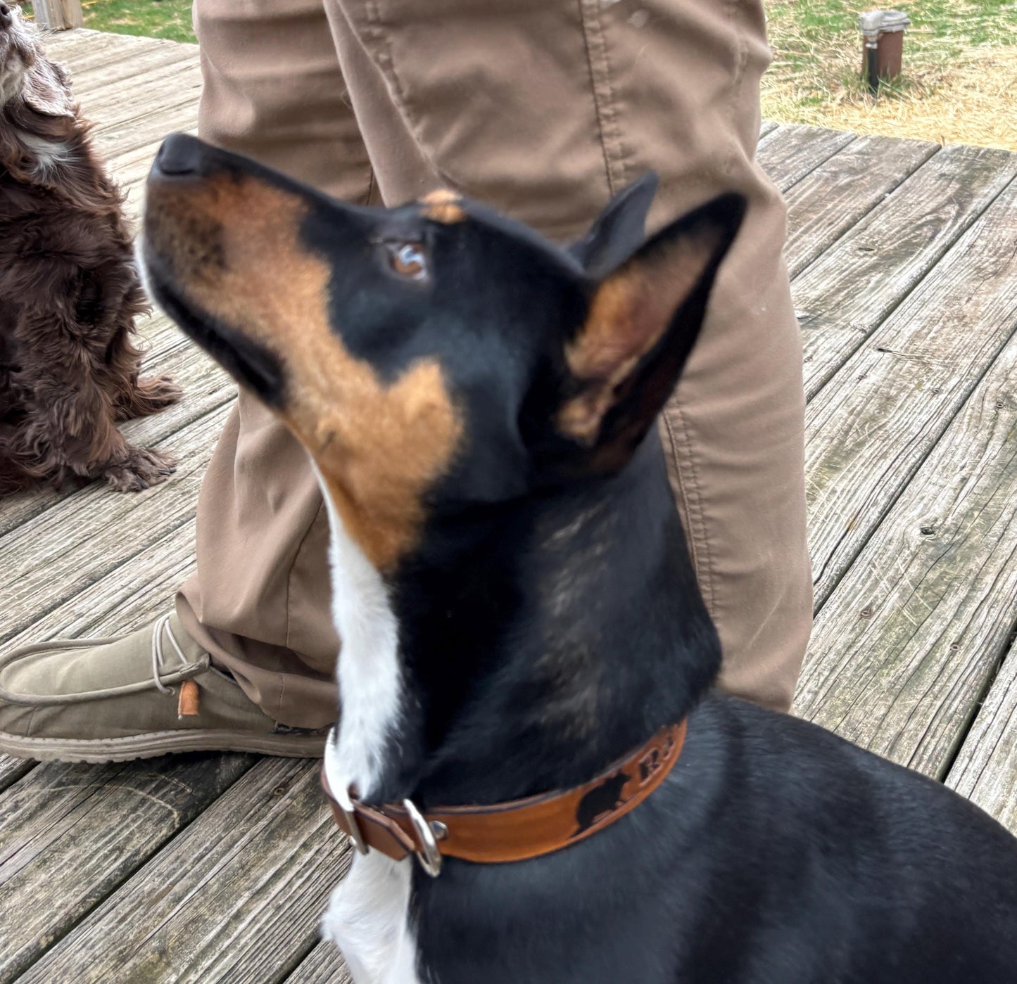 Rat Patrol Dog Collar, Rat Hunting Dog Collar, Decker Rat Terrier Collar, Jagdterrier Dog Collar, Custom Leather Dog Collar