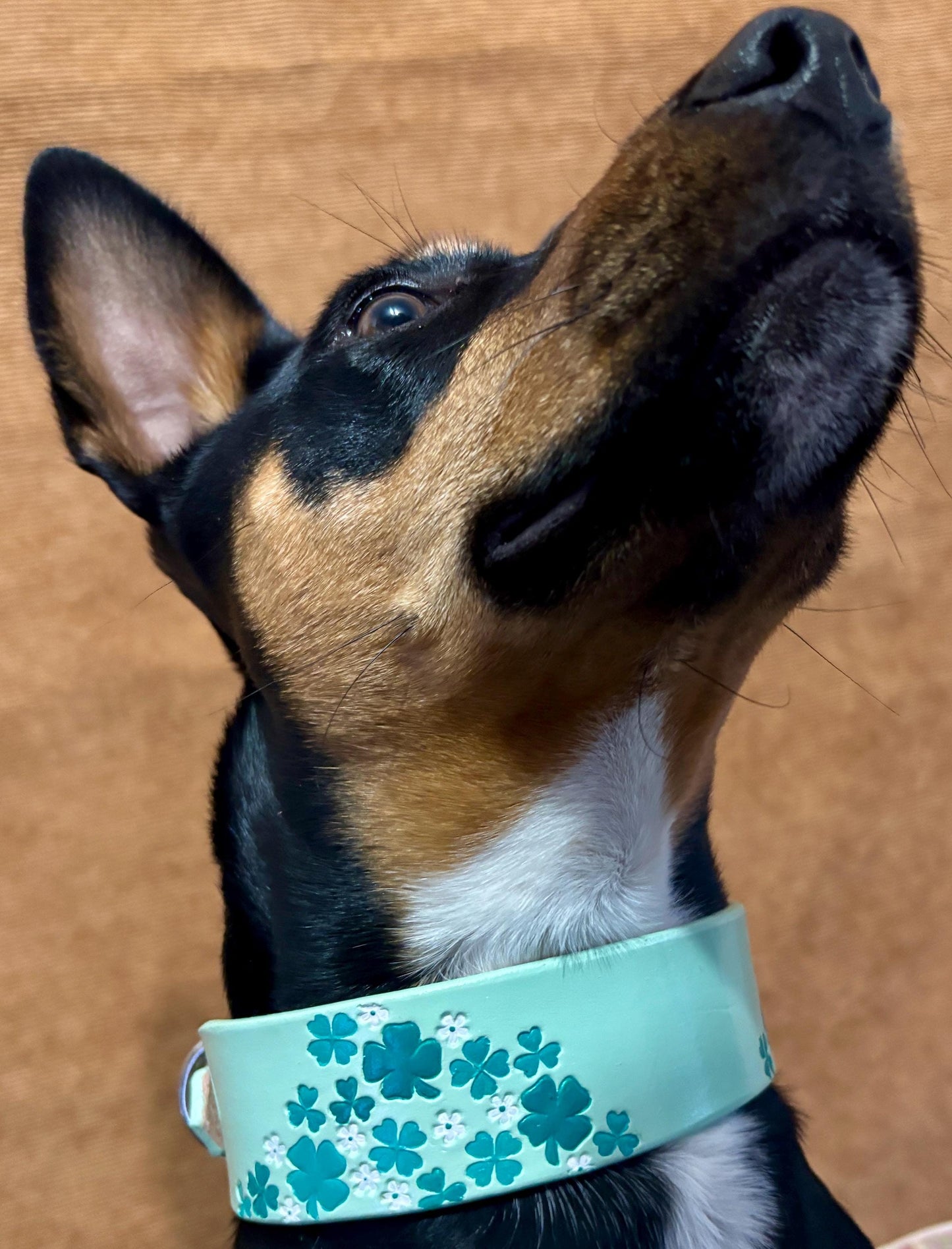 Lucky Shamrock Personalized Dog Collar | Irish Breed Dog Collar | St Patrick's Day Clover Pet Collar For Irish Dog Lovers
