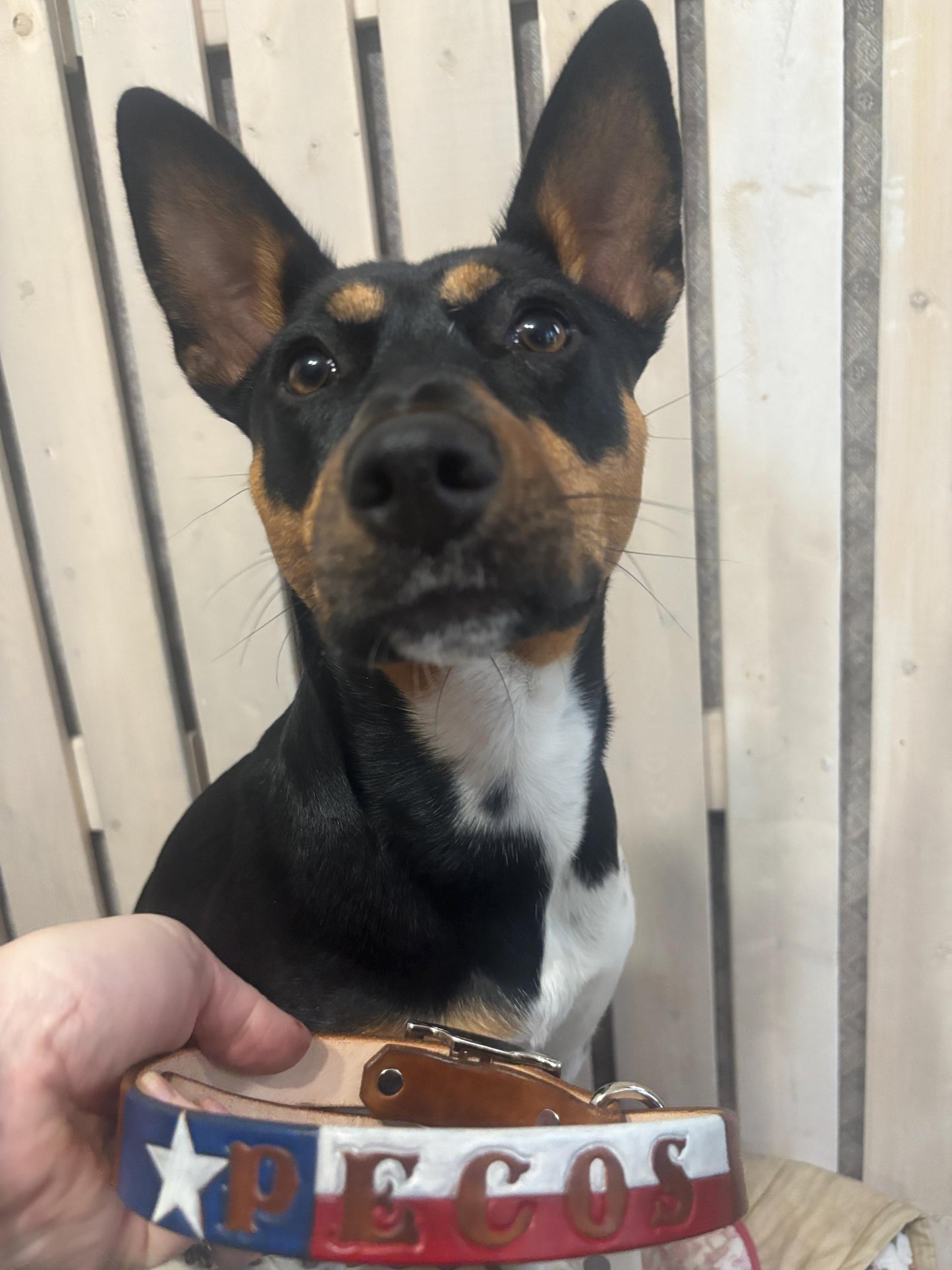 Handmade Texas Flag Leather Dog Collar – Lone Star Pet Accessory