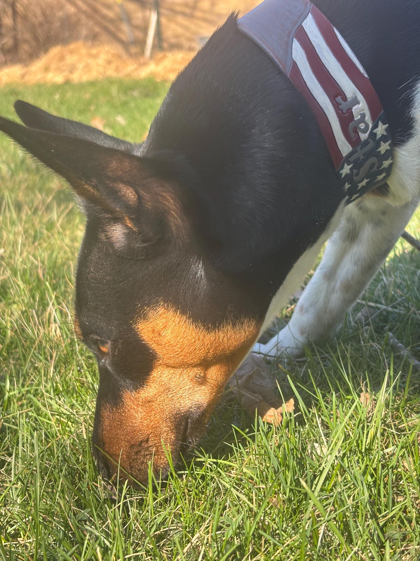 Small dog collar American flag leather dog collar | Patriotic Dog Collar | custom name collar for small dogs
