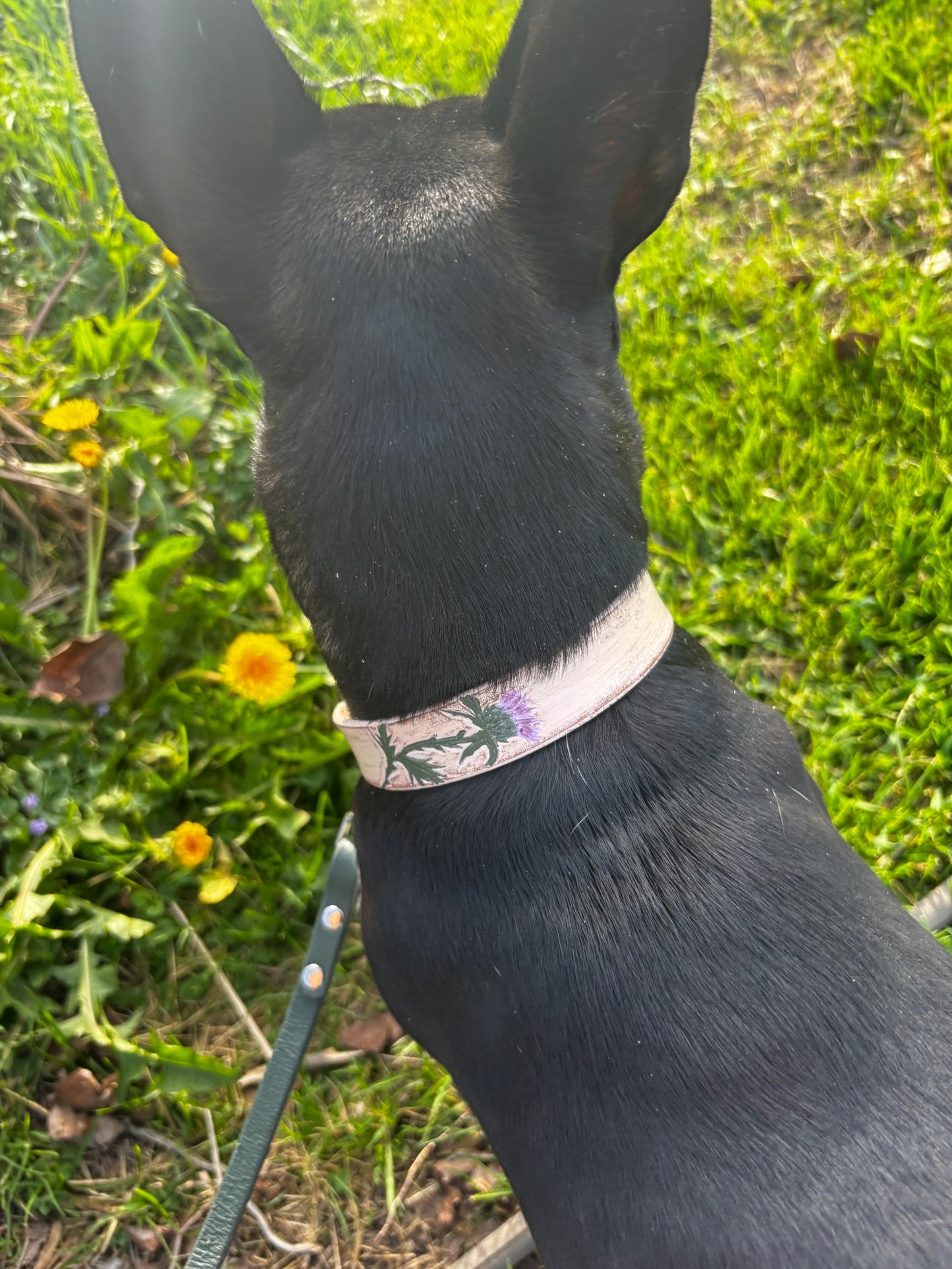 Scottish Thistle Leather Dog Collar | Personalized Leather Dog Collar | Scottish Dog Breed Gift | Highland Style